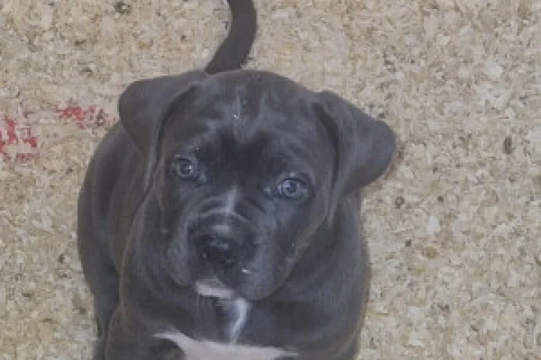 Cane Corso
