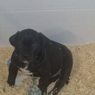 Cane Corso