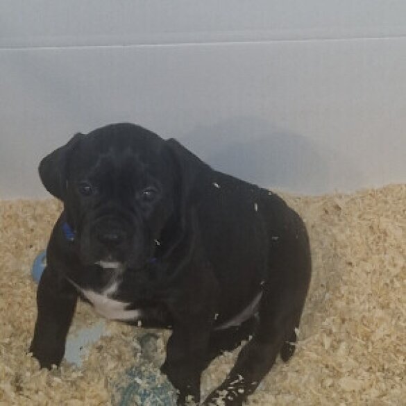 Cane Corso