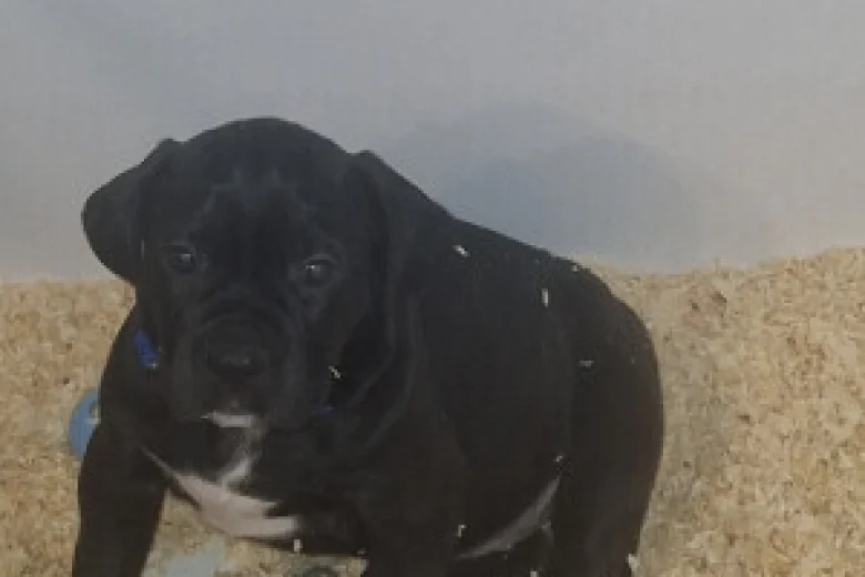 Cane Corso