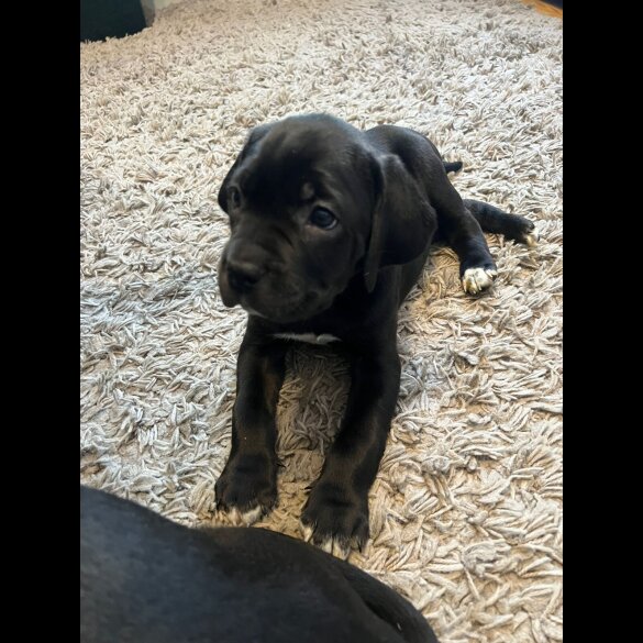 Cane Corso