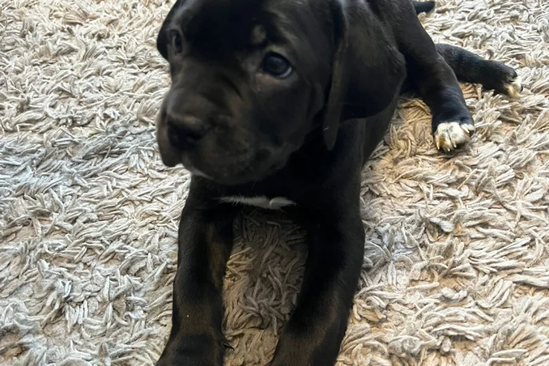 Cane Corso