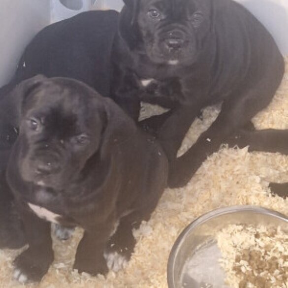 Cane Corso