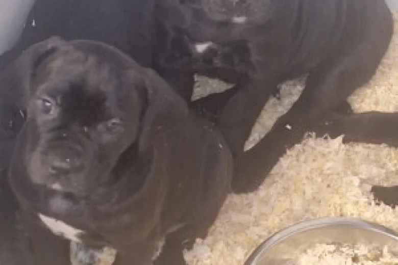 Cane Corso