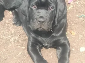 Cane Corso