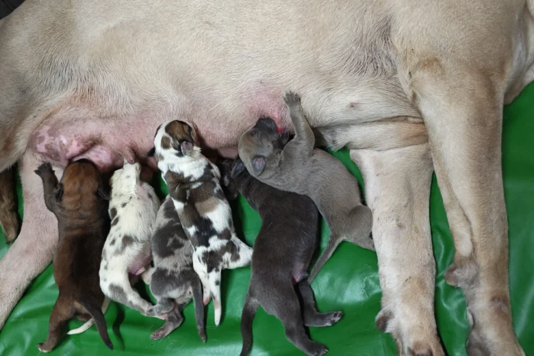 Cane Corso