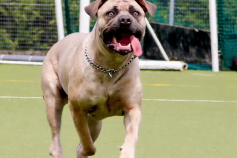 Cane Corso