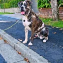 Cane Corso