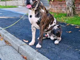 Cane Corso