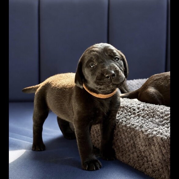 Mixed Breed