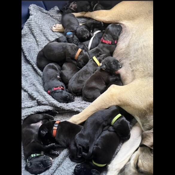 Mixed Breed