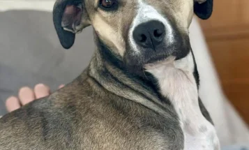 Mixed Breed