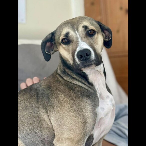 Mixed Breed