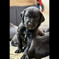 Mixed Breed
