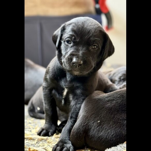 Mixed Breed