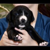 Mixed Breed
