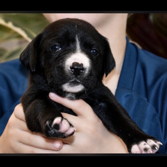 Mixed Breed
