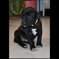 Mixed Breed