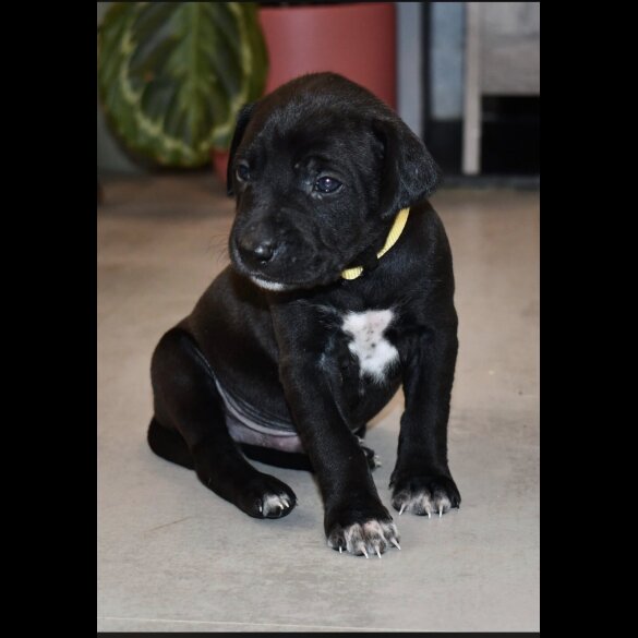 Mixed Breed