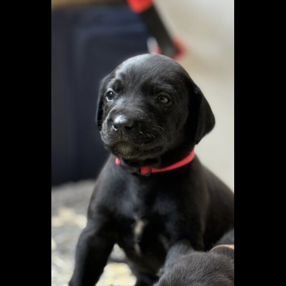 Mixed Breed