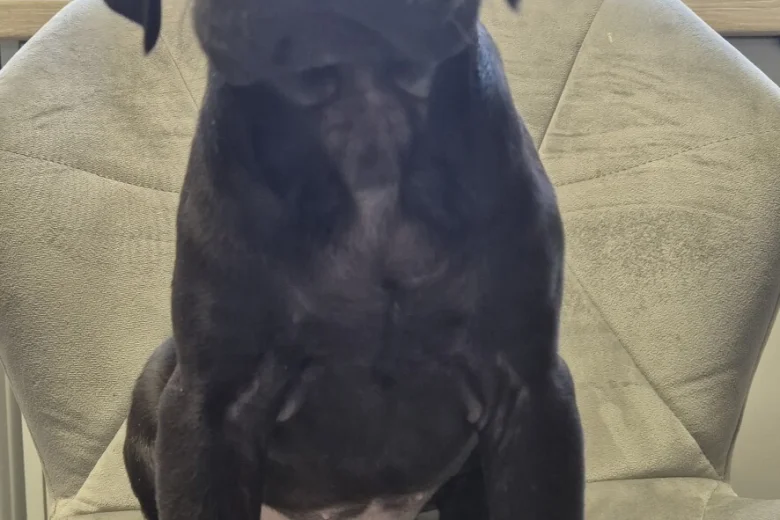 Cane Corso