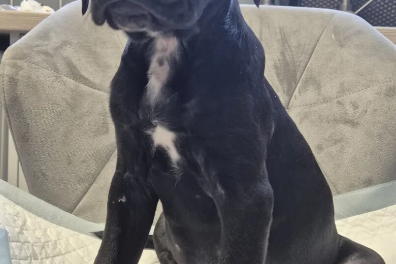 Cane Corso
