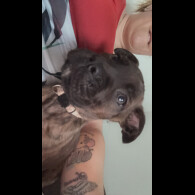 Cane Corso