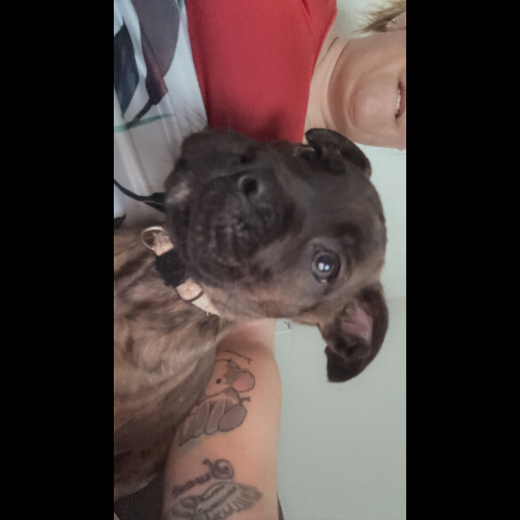 Cane Corso