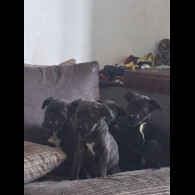 Cane Corso
