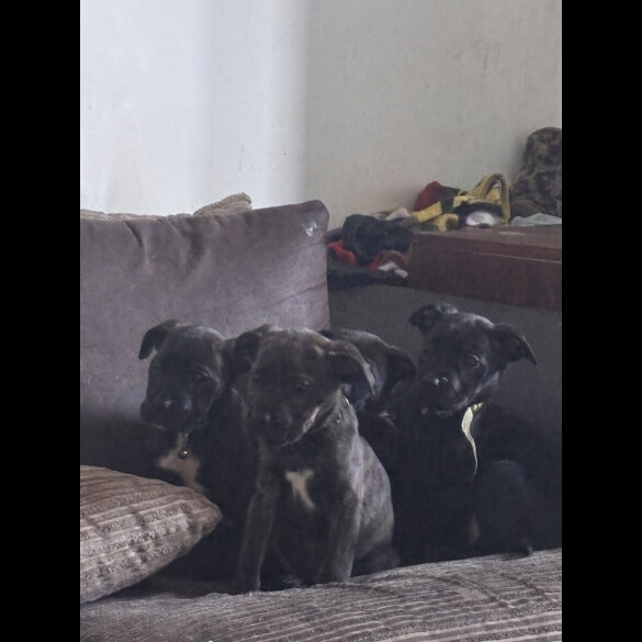 Cane Corso