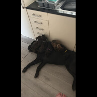 Cane Corso