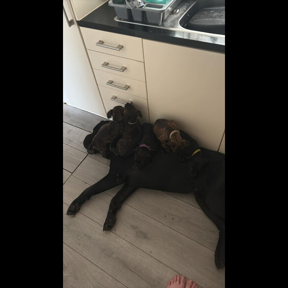 Cane Corso