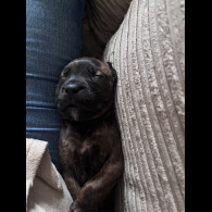 Cane Corso