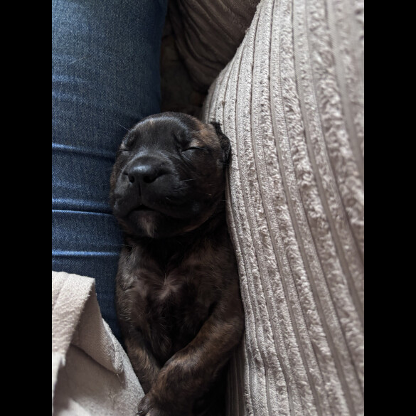 Cane Corso