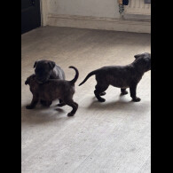 Cane Corso
