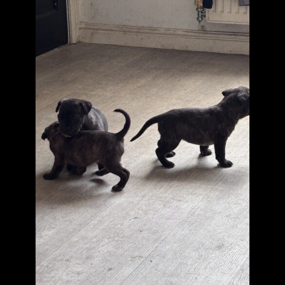 Cane Corso