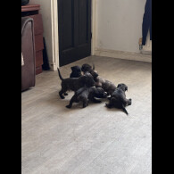 Cane Corso
