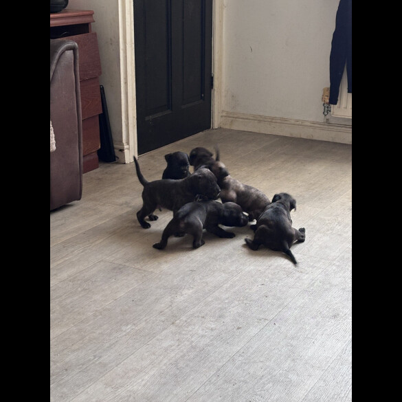 Cane Corso