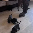 Cane Corso