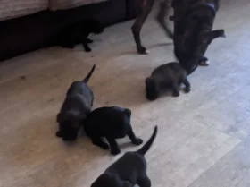 Cane Corso