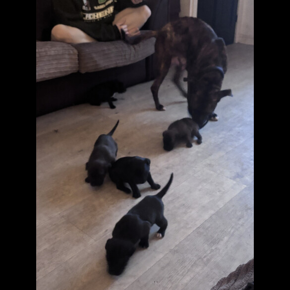 Cane Corso