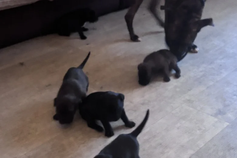 Cane Corso