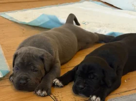 Cane Corso