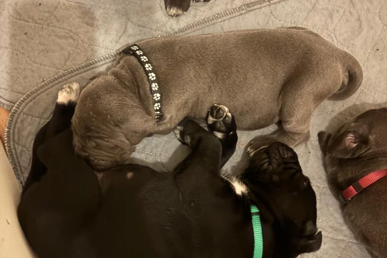 Cane Corso