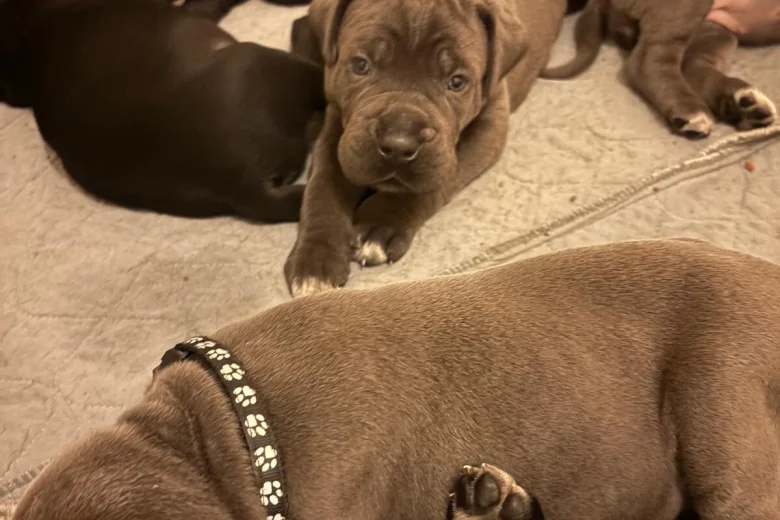 Cane Corso