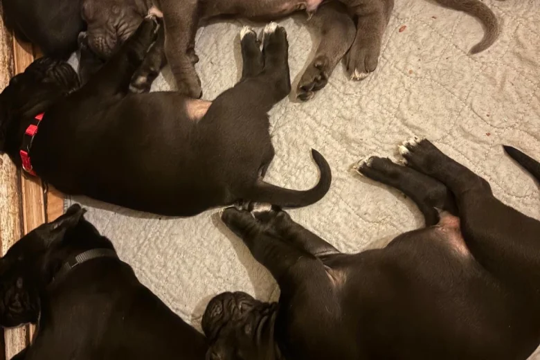Cane Corso