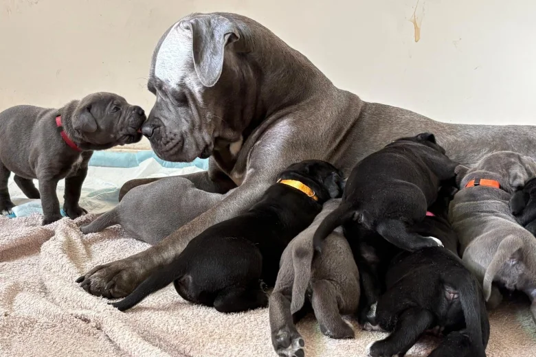 Cane Corso