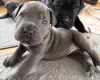Cane Corso