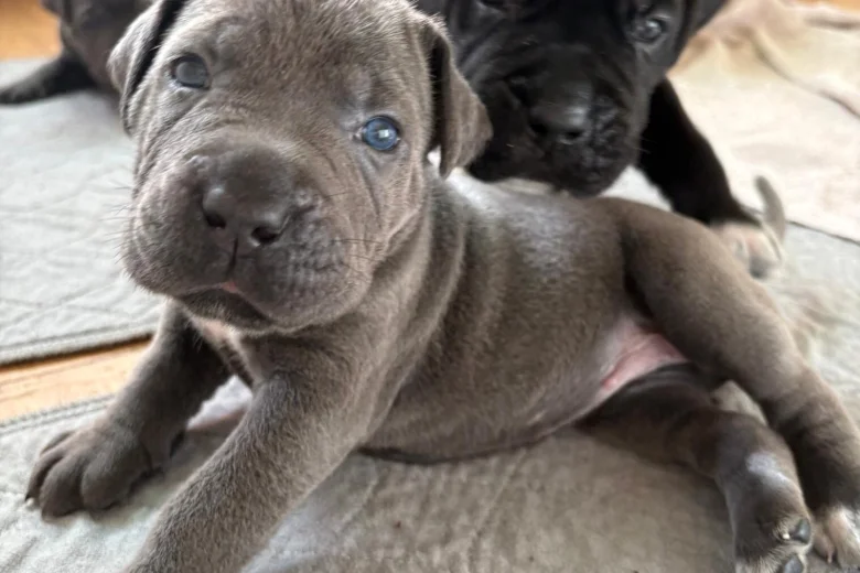 Cane Corso