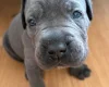 Cane Corso